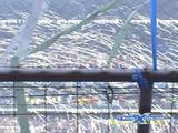 emelec